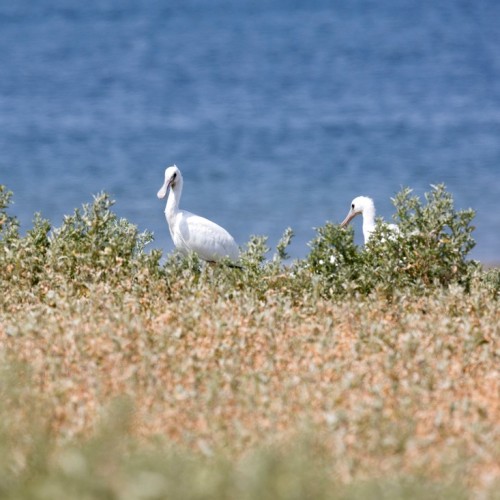 Насыщенный тур по Калмыкии: буддийские святыни и знакомство с кочевым бытом