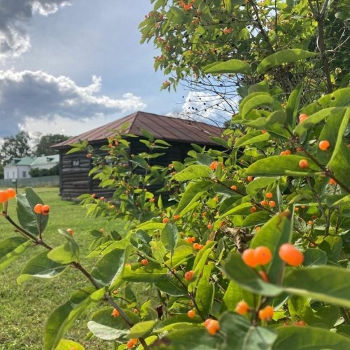 Приезжайте, гости, в Тулу: Ясная Поляна, экскурсии, чаепитие и мастер-классы