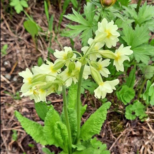 Сказочные Саяны: треккинг в природном парке «Ергаки»
