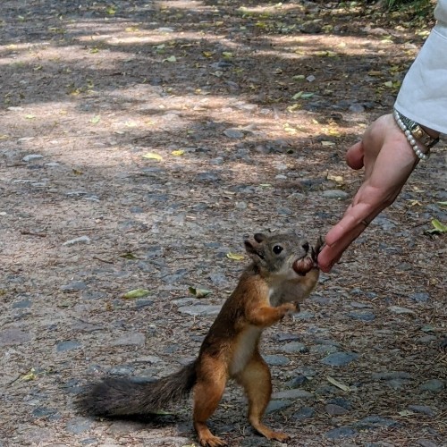 Детская экскурсия по Павловскому парку «Обитель муз»