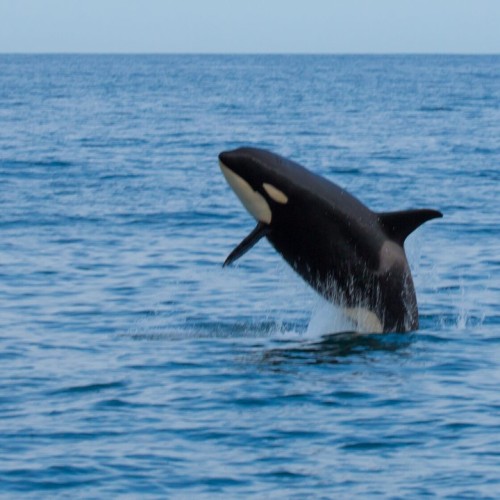 В объятиях Камчатки: лёгкое и комфортное знакомство
