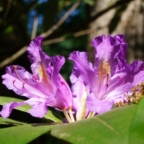 Лёгкий треккинг в субтропиках с проживанием в гостинице в Адлере