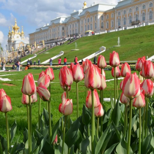 К фонтанам Петергофа в группе