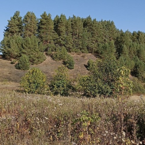 В Рязань своей компанией: Касимов, старинные сёла, городища, храмы, прогулки и природные чудеса