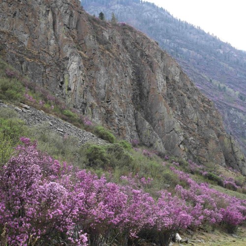 Алтай в красках мая: активное путешествие по знаковым локациям