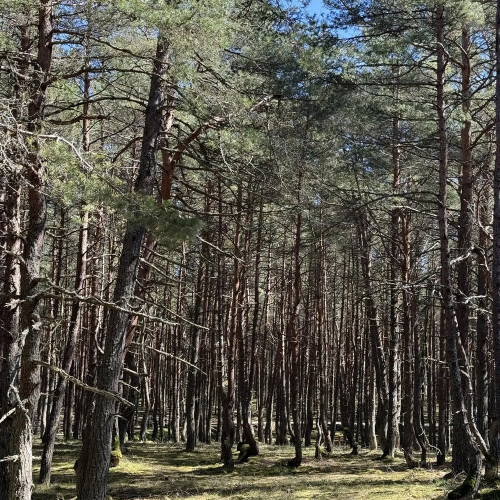 Куршская коса в птичьем разноголосье (из Калининграда и Зеленоградска)