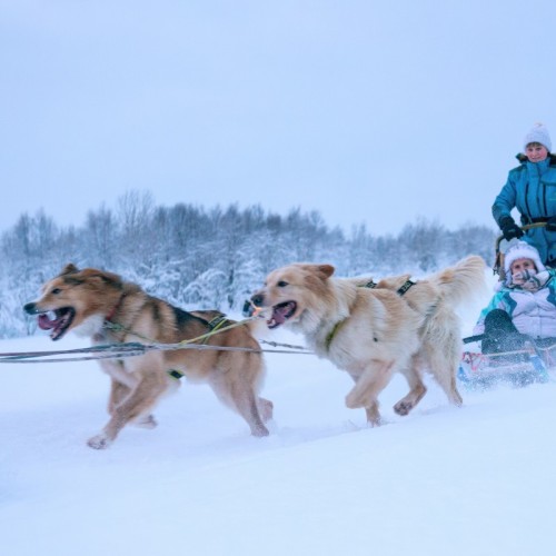 Новогодний отпуск в Териберке с праздничным ужином, арктическими блюдами и морскими деликатесами