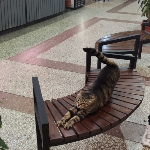 Сытная экскурсия по старейшему рынку Петербурга — с пирожками и чаепитием