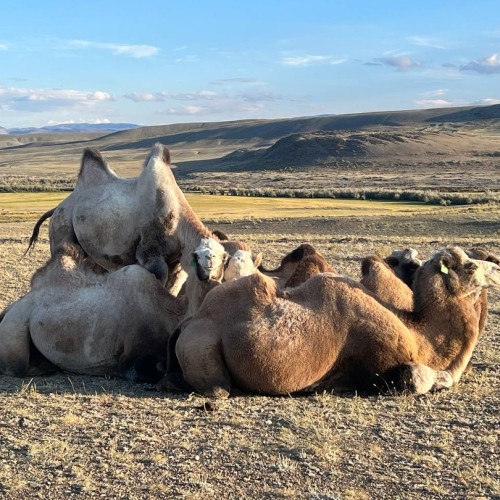 Всё многообразие Алтая: этнотур от высокогорья до степей с границей Монголии и Телецкого озера