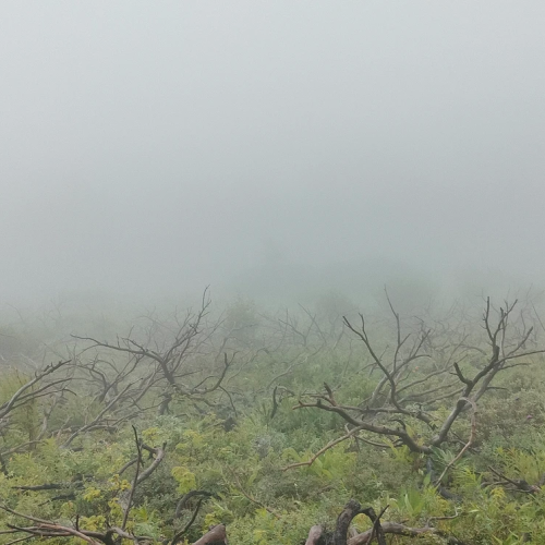 На лошадях к Корякскому вулкану с палатками. Всё включено