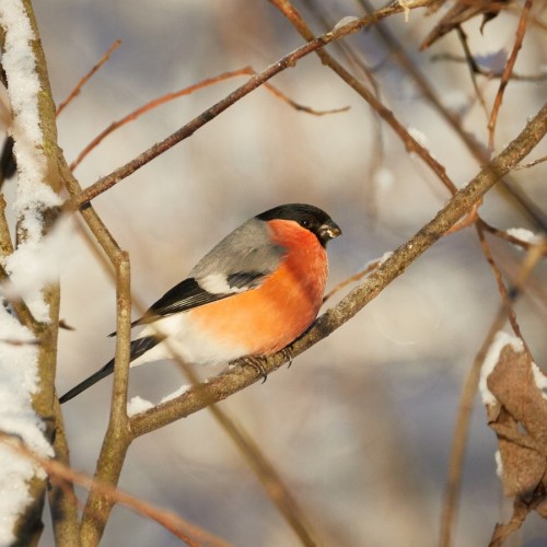 Птицы зимнего Петербурга