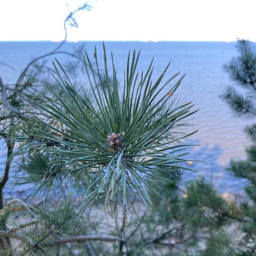 Кронштадтские виды и форты — на авто из Петербурга