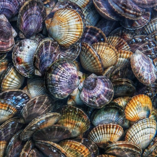 За яркими фото и морепродуктами — на остров Русский и мыс Тобизина!