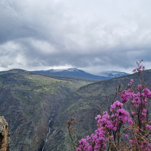 Сиреневые горы, Алтай и май: главные места во время цветения маральника в мини-группе (всё включено)