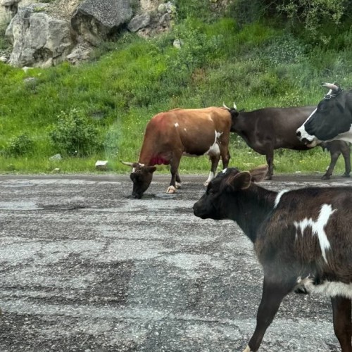На внедорожнике по КЧР и КБР: Домбай, Эльбрус и Джилы-Су в мини-группе
