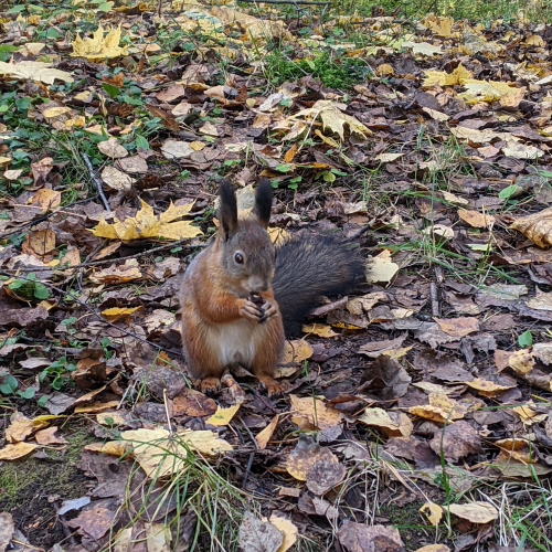 Истории любви на аллеях Павловского парка.