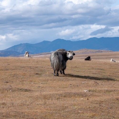 В Монголию в гости к «младшему брату Байкала» из Иркутска: окрестности Хубсугула
