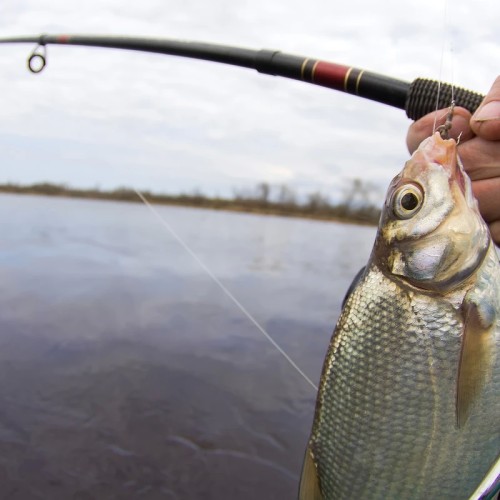 Рыбалка на Ладожском озере: перезагрузка вдали от города с комфортом (всё включено)