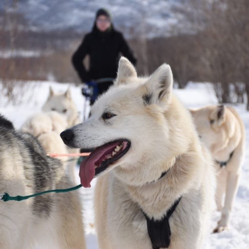 Камчатские удовольствия в мини-группе: природа, погружение в культуру и релакс в источниках