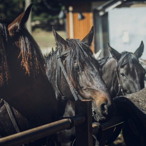Галопом по Карачаево-Черкесии: конный выезд для опытных всадников