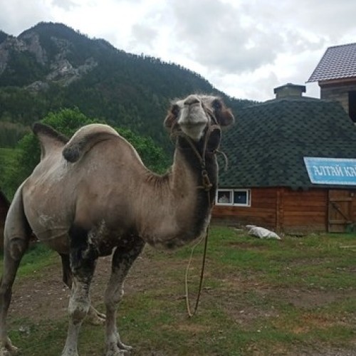 По цветущему Алтаю с выездом из Новосибирска и Горно-Алтайска: топовые места
