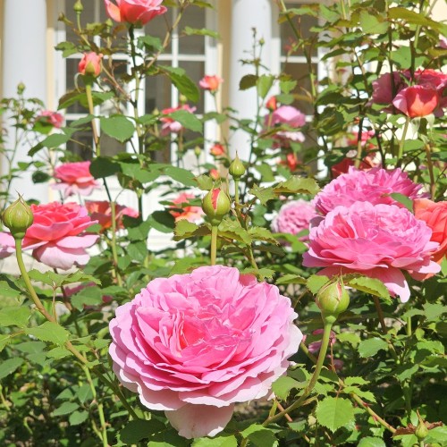 Царское Село и Павловск: два дворца за один день (из Петербурга)