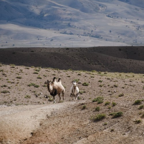 Неделя на Алтае: Телецкое озеро, Катунь и Чуйский тракт в мини-группе