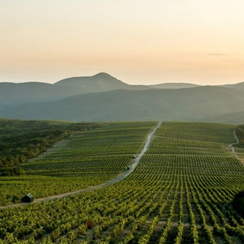 На одной широте с виноградниками Италии: гастропутешествие по винодельням Краснодарского края