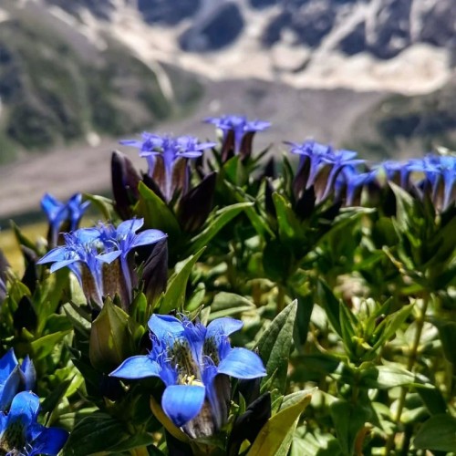 Лёгкий треккинг в Приэльбрусье с проживанием в гостинице