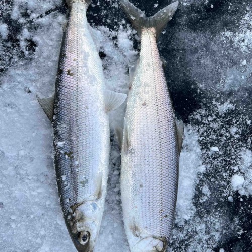 Зимняя рыбалка на льду Байкала своей компанией