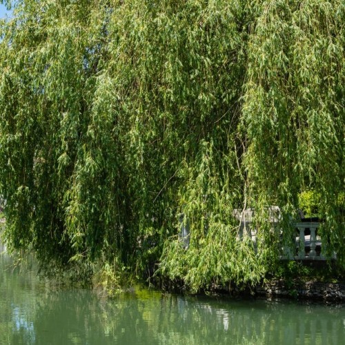 Пешеходная экскурсия по парку «Южные культуры»