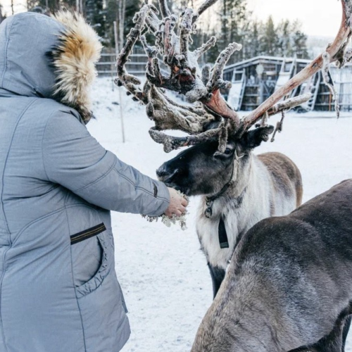 На Север за впечатлениями: северное сияние, Териберка, саамская деревня, хаски и олени