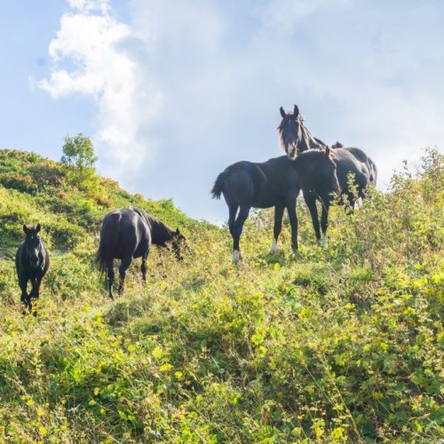 От плато Лаго-Наки к Чёрному морю: поход популярным советским маршрутом через горы