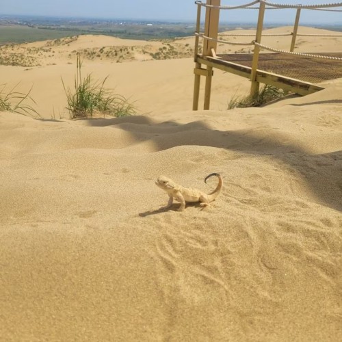 Знаковые места Дагестана за одну поездку. На джипах в горы и к морю