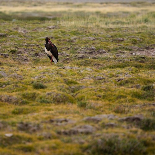 Наедине с Алтаем: высокогорные озёра, живописные долины и неземной ландшафт (всё включено)