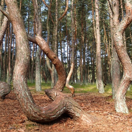 Балтийский берег: Калининград, Куршская коса и очарование курортов