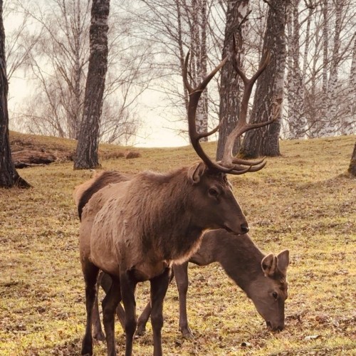 Ретрит для женщин в Уймонской долине: духовные практики и экскурсии в мини-группе