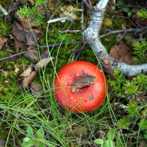 Треккинг-тур с комфортным проживанием: по Хибинам налегке