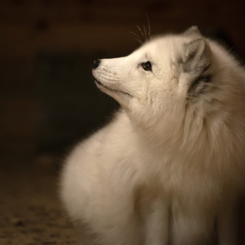 Новогодний отпуск в Териберке с праздничным ужином, арктическими блюдами и морскими деликатесами
