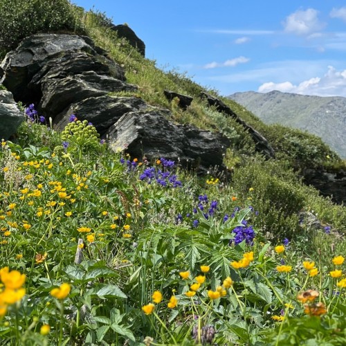 Лиловый наряд Алтая: путешествие по знаковым локациям и цветение маральника