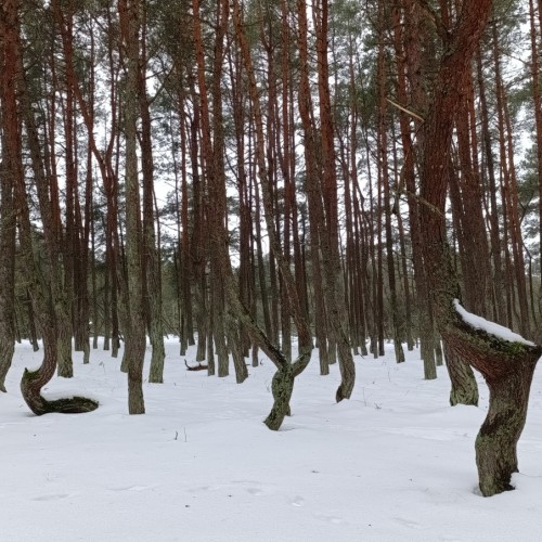 Куршская коса по следам королевы Луизы
