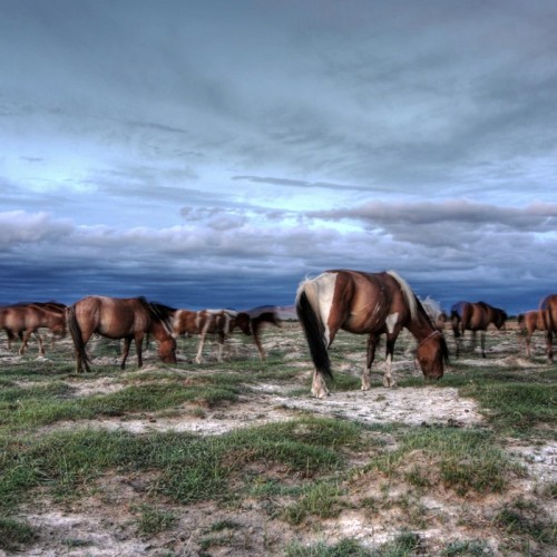 Из Иркутска в Монголию: ночёвки у озера Хубсугул, знакомство с кочевой жизнью и фотосафари