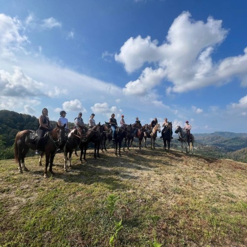 Конные прогулки для уверенных всадников: горы, море, чайные плантации и реликтовые леса Сочи