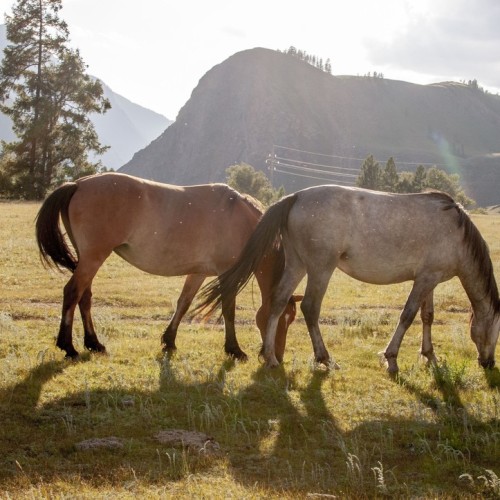 Отпуск на Алтае в мини-группе: релакс в глэмпинге, дегустация на пасеке и лёгкий экстрим