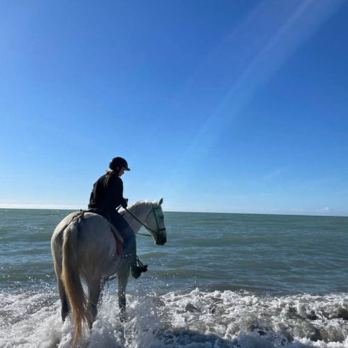 Конные прогулки для уверенных всадников: горы, море, чайные плантации и реликтовые леса Сочи