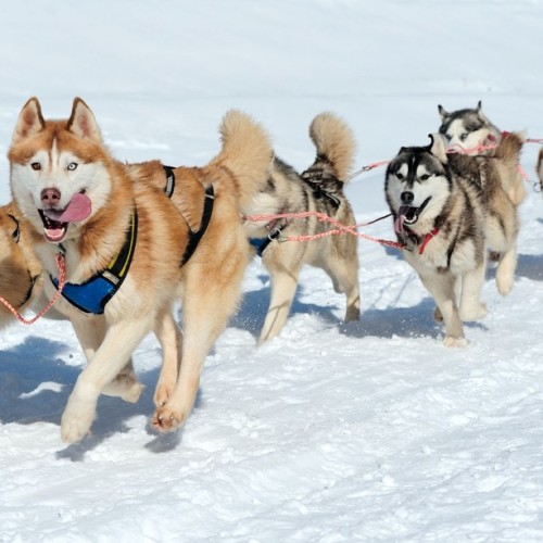 В мини-группе на Камчатку всей семьёй: вулканы, термальные источники и погружение в быт
