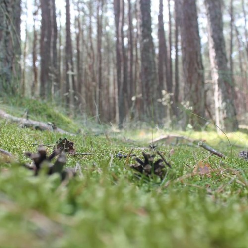 Калининградский микс: индивидуальное экспресс-путешествие