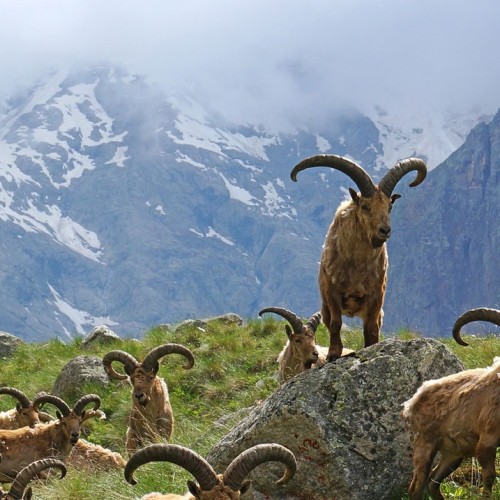 Перезагрузка в Безенги с проживанием в палатках: треккинг к ледникам, водопадам и диким турам