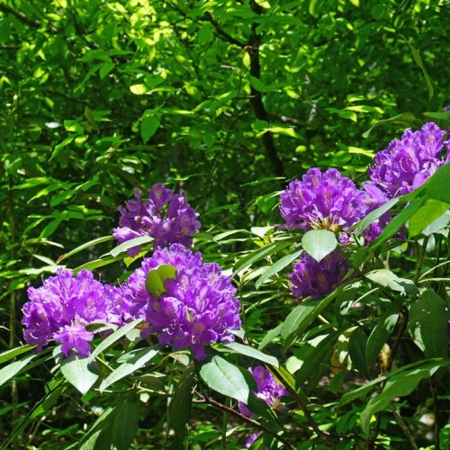 Лёгкий треккинг в субтропиках с проживанием в гостинице в Адлере