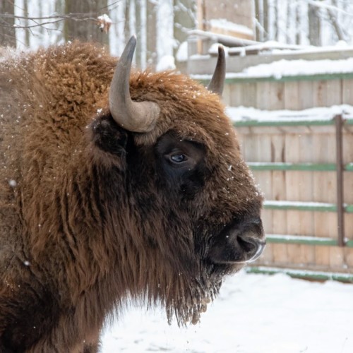 Верхом по Кавголовскому лесопарку — к питомнику зубробизонов